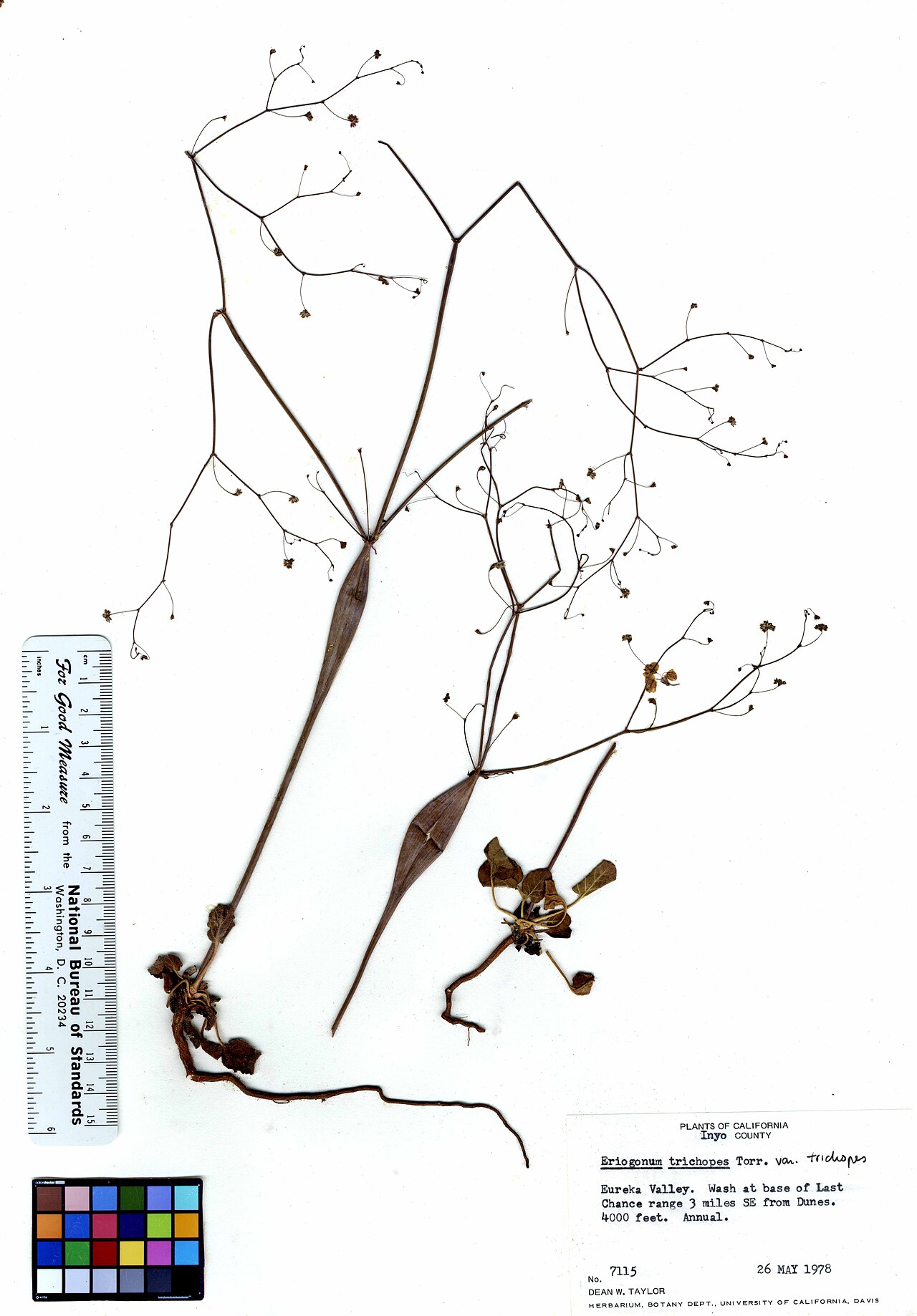 Little deserttrumpet: Eriogonum trichopes