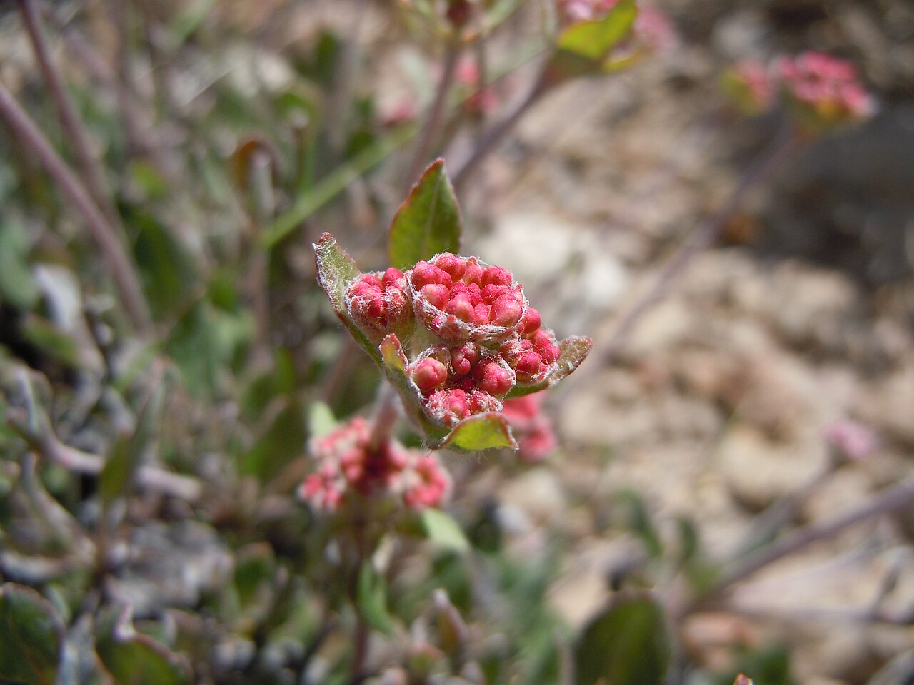 Sulphur-flower buckwheat: The involucral bracts surrouding the young flower buds are wrapped by cobwebby hairs.