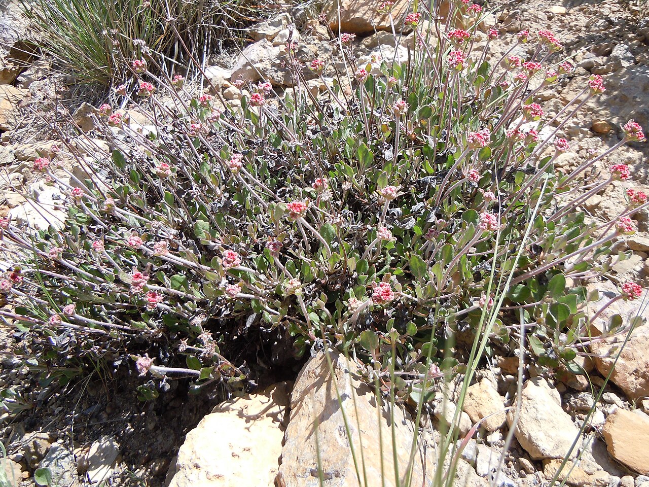 Sulphur-flower buckwheat: This subshrub is sporadic in the sagebrush steppe of this area and is found at high and low elevation but only locally common.