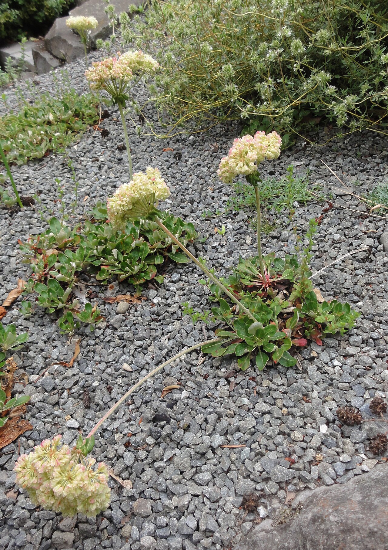 Sulphur-flower buckwheat: Eriogonum umbellatum, Christchurch Botanical Gardens