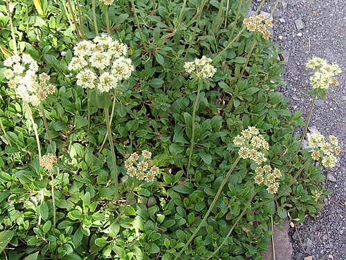 Sulphur-flower buckwheat: Eriogonum umbellatum