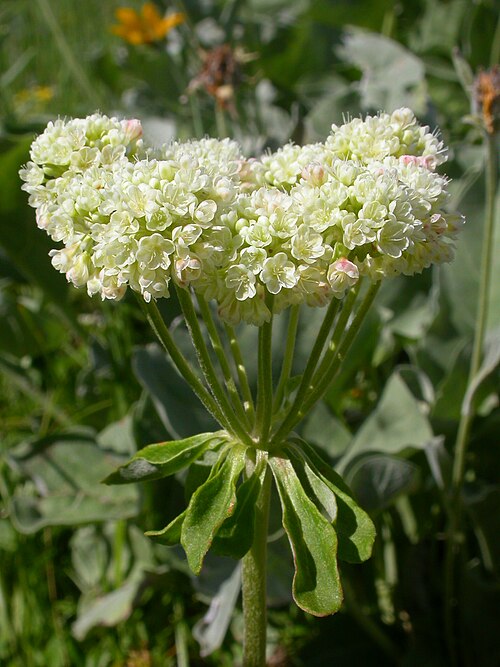 Sulphur-flower buckwheat: The involucral bracts are well developed in this species, which is common for species of Eriogonum with perianth segments that taper gradually to the attachment