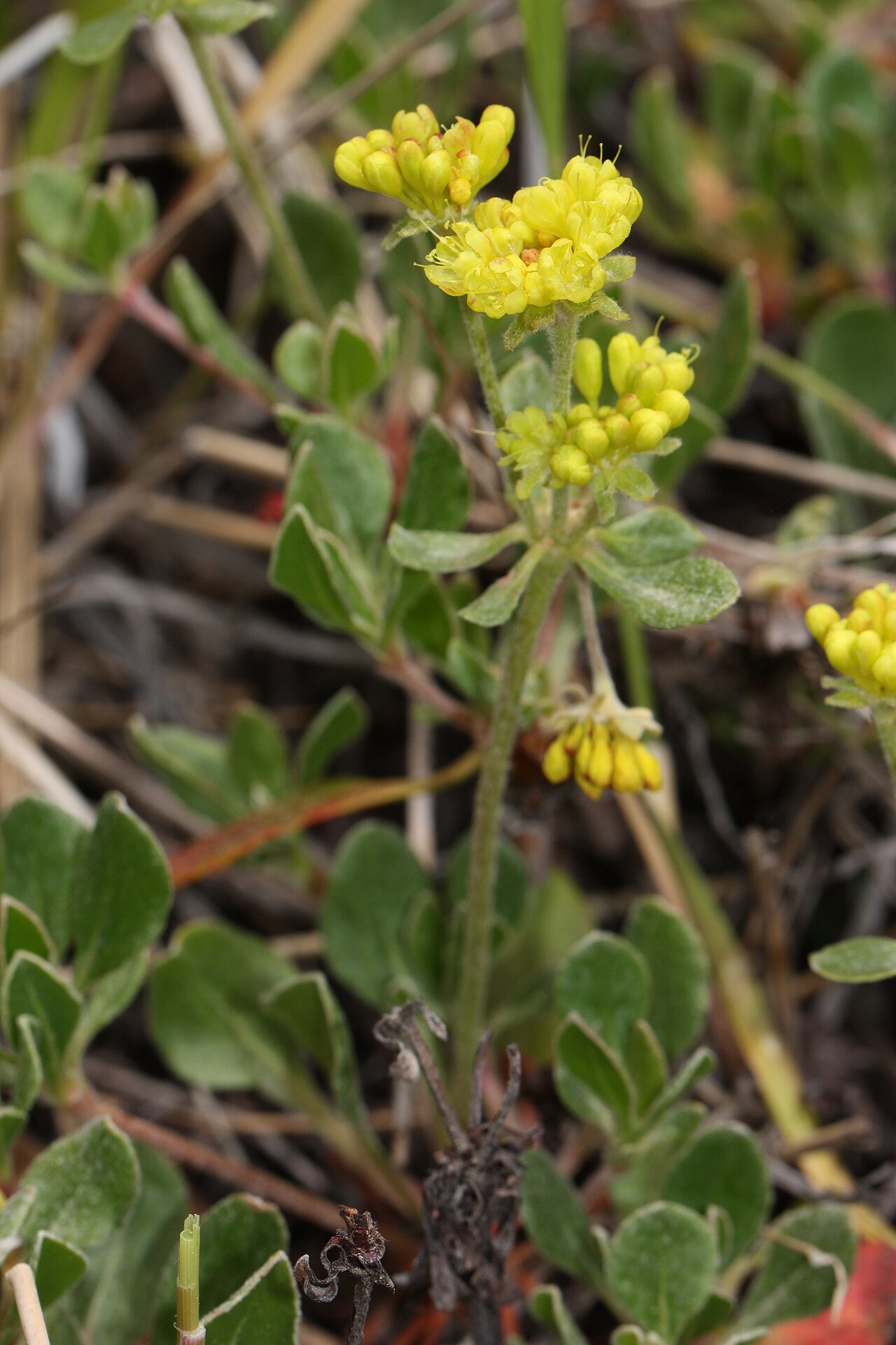 Sulphur-flower buckwheat: Sulfur Buckwheat Identification by: Hitchcock and Cronquist, p. 80 Viewpoint location: Tronsen Ridge Trail #1204, Tronsen Ridge Viewpoint elevation: 1027 meter