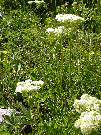 Sulphur-flower buckwheat: The involucral bracts are well developed in this species, which is common for species of Eriogonum with perianth segments that taper gradually to the attachment