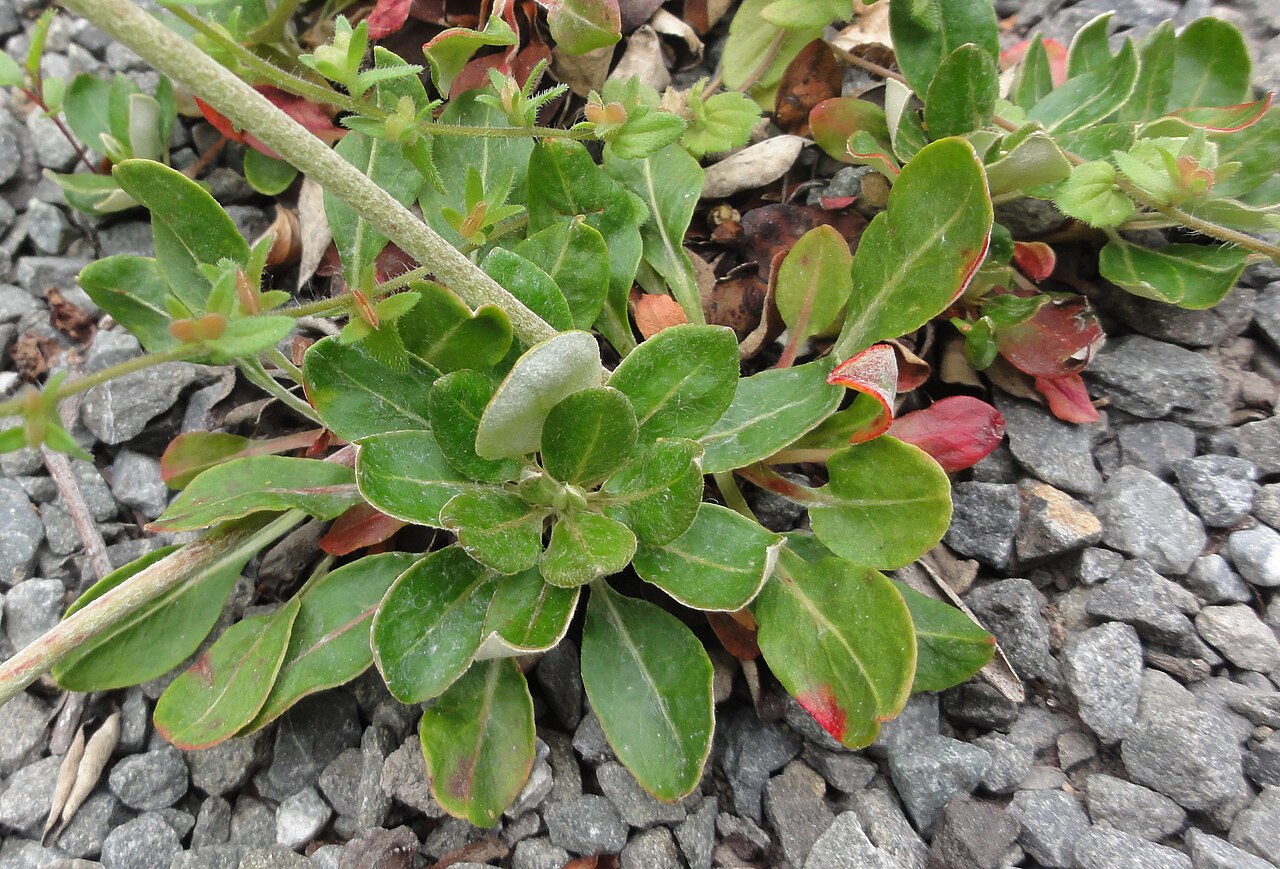 Sulphur-flower buckwheat: Eriogonum umbellatum, leaves, Christchurch Botanical Gardens