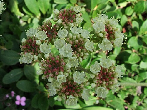 Sulphur-flower buckwheat: Eriogonum umbellatum
