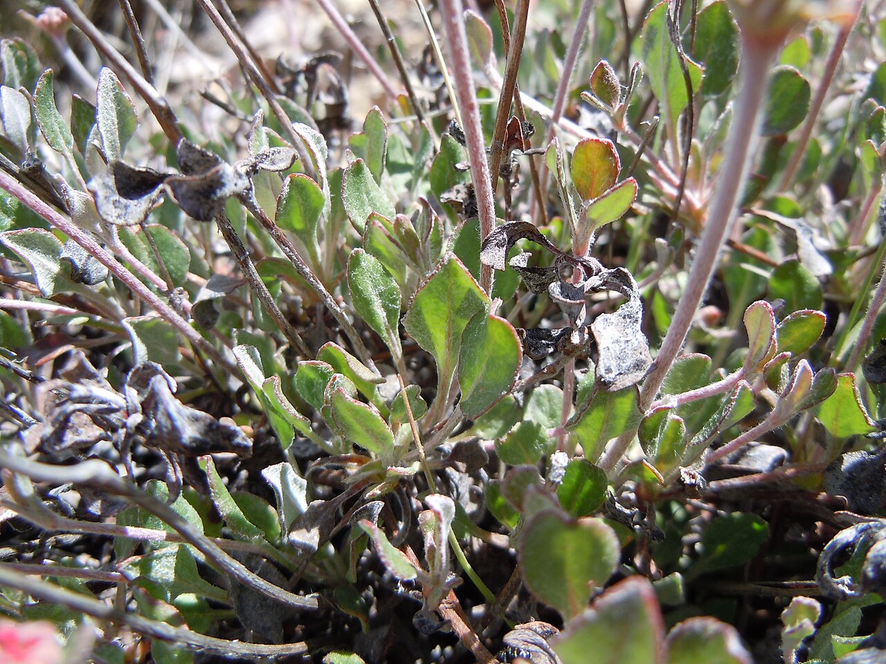 Sulphur-flower buckwheat: The spatulate leaves are characteristically green above and white woolly or hairy below.