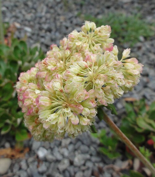Sulphur-flower buckwheat: Eriogonum umbellatum, inflorescence, Christchurch Botanical Gardens