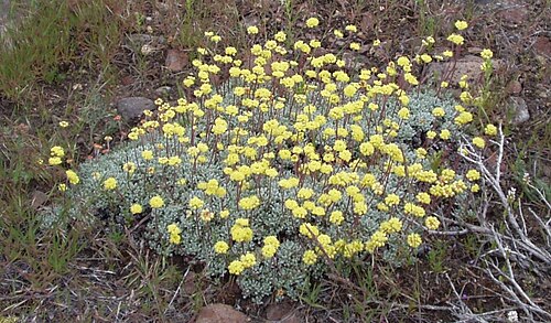Sulphur-flower buckwheat: sulphur-flowered buckwheat. Photo taken June 2005 in northern Nevada by Toiyabe.