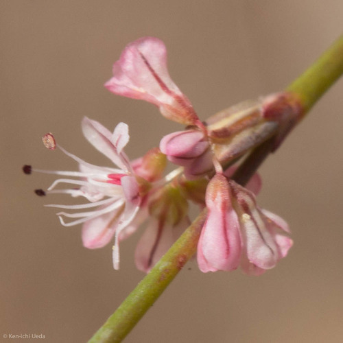 Wickerstem buckwheat (Eriogonum vimineum)