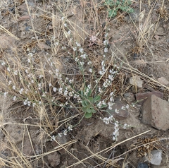 Wickerstem buckwheat (Eriogonum vimineum)