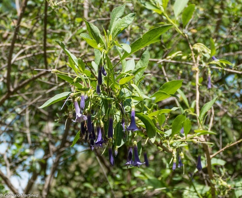 Blue angel's trumpet (Eriolarynx australis)