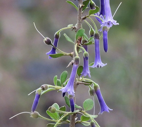 Blue angel's trumpet (Eriolarynx australis)