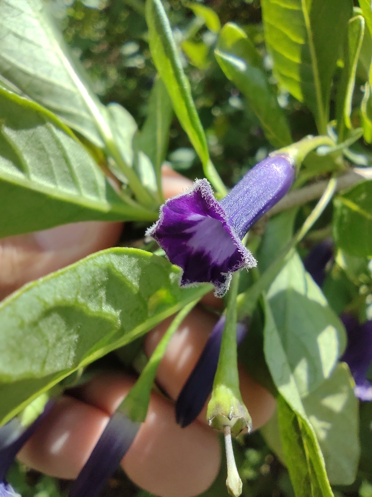 Blue angel's trumpet (Eriolarynx australis)
