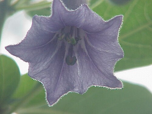 Blue angel's trumpet: Species : Acnistus australis Family : Solanaceae Image No. 1