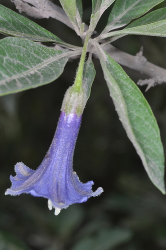 Blue angel's trumpet (Eriolarynx australis)
