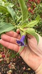 Blue angel's trumpet (Eriolarynx australis)