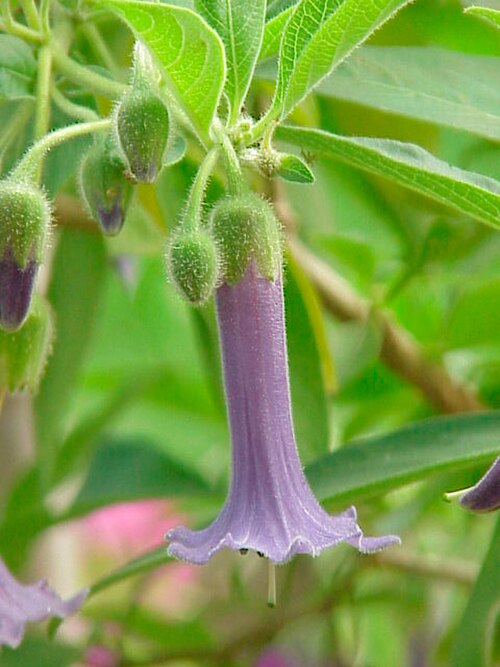 Blue angel's trumpet (Eriolarynx australis)