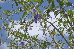 Blue angel's trumpet (Eriolarynx australis)