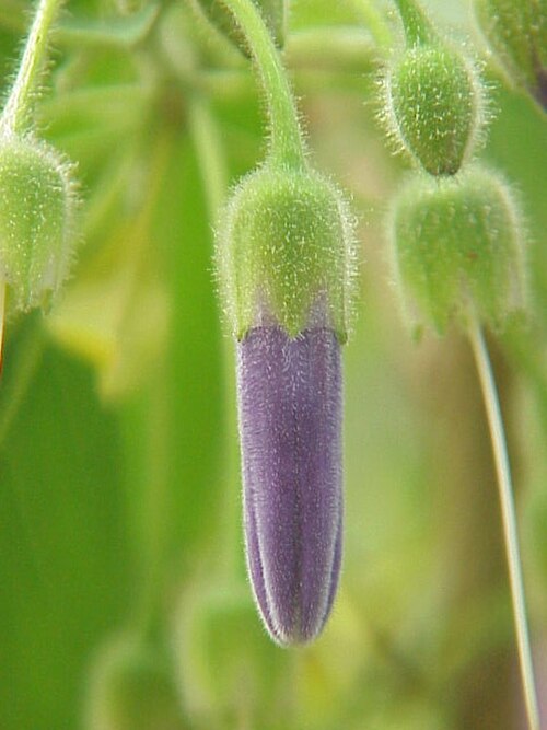Blue angel's trumpet (Eriolarynx australis)