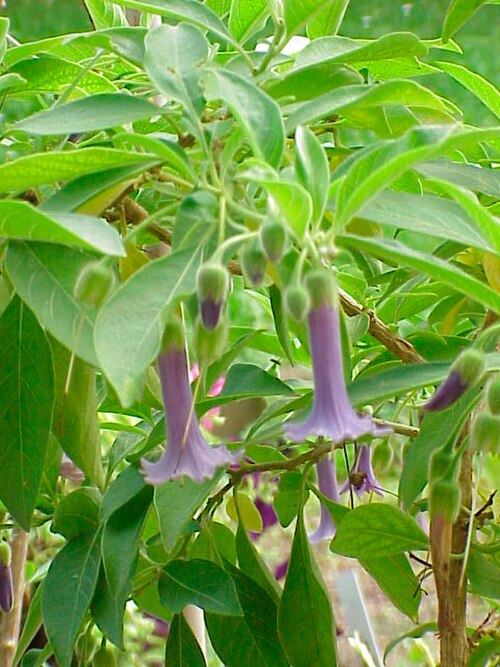 Blue angel's trumpet (Eriolarynx australis)