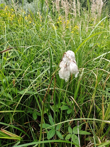Tall cottongrass (Eriophorum angustifolium)