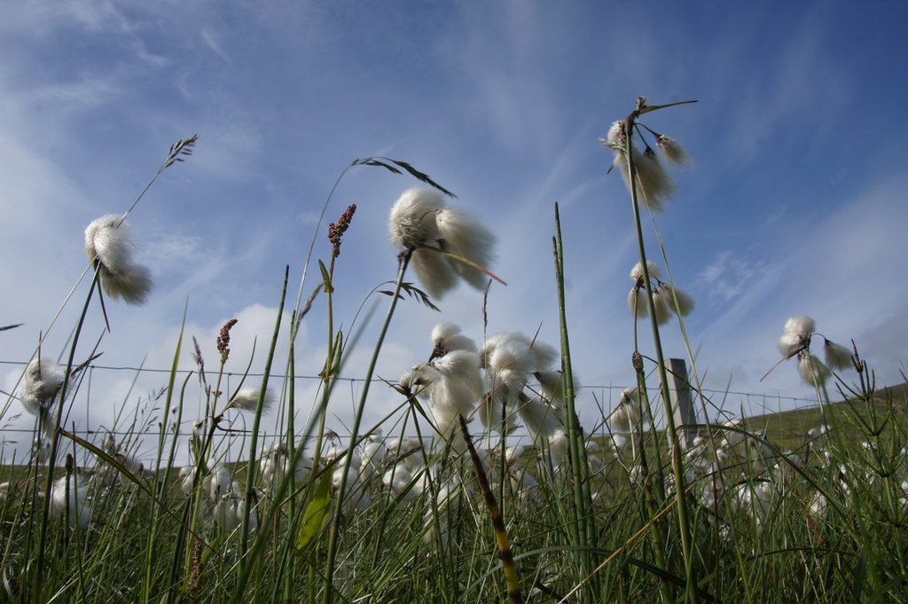 Tall cottongrass: Common Cotton-grass (Eriophorum angustifolium), Norwick