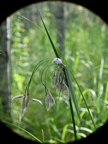 Tall cottongrass (Eriophorum angustifolium)