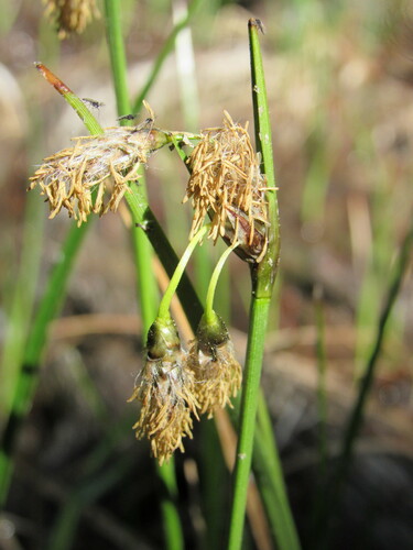 Tall cottongrass (Eriophorum angustifolium)