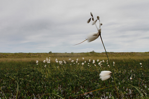 Tall cottongrass (Eriophorum angustifolium)
