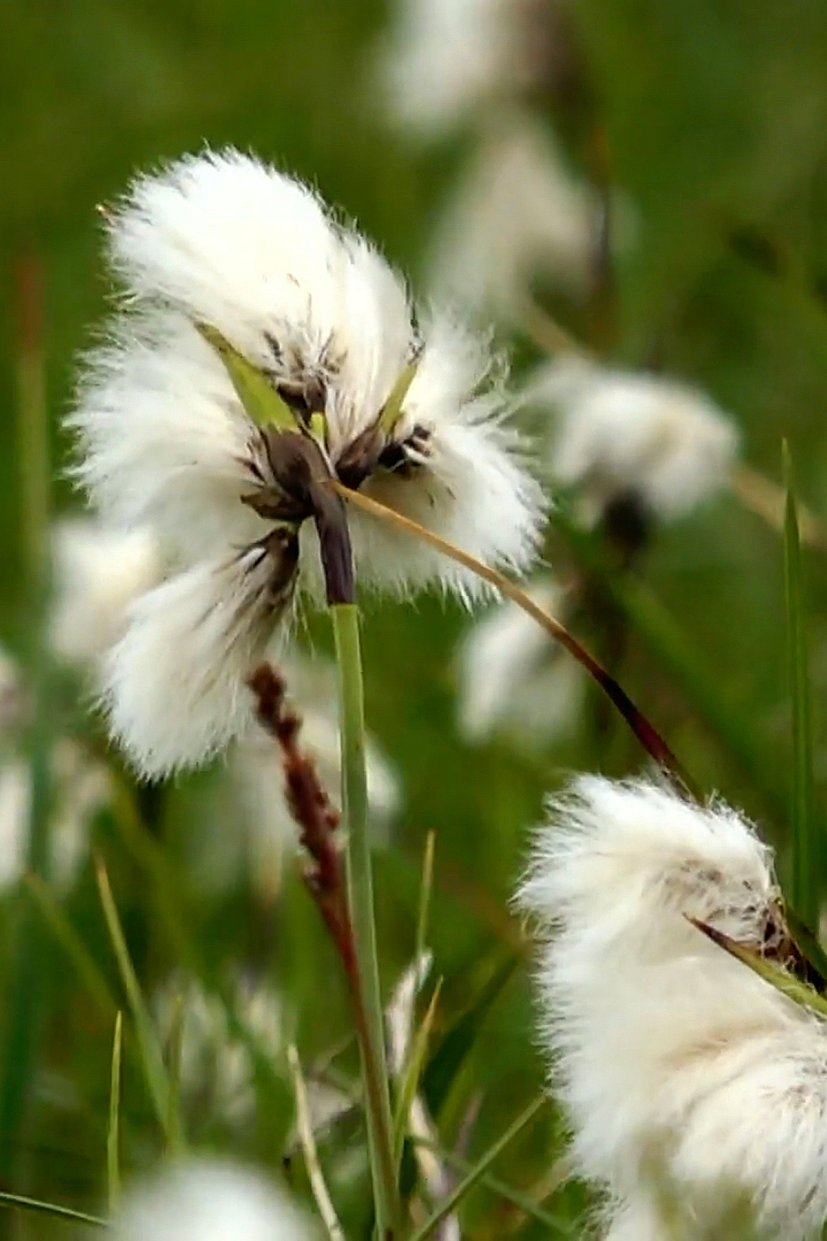 Tall cottongrass: Tall cotton grass (Eriophorum angustifolium), a perennial plant that is mainly found in moorland (sedge family). The photo shows the white silky filaments.