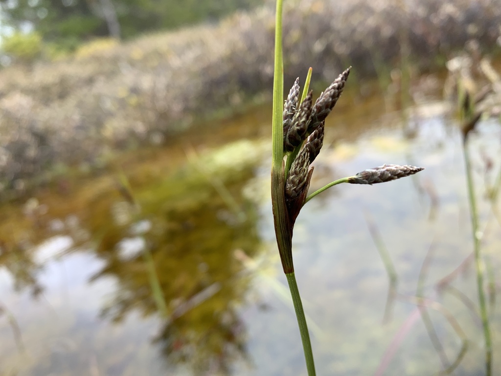 Tall cottongrass (Eriophorum angustifolium)