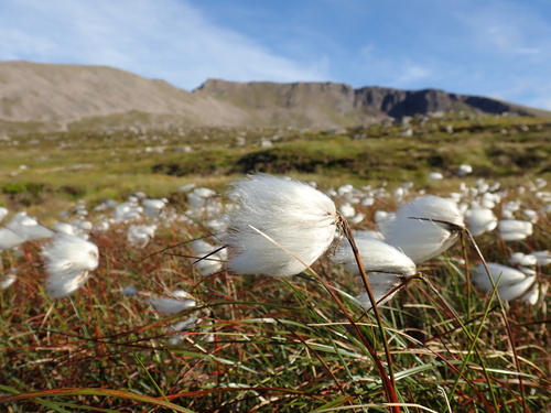 Tall cottongrass (Eriophorum angustifolium)