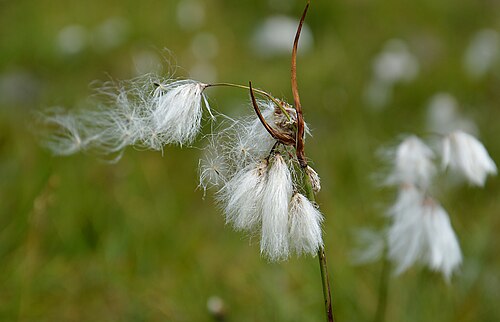 Tall cottongrass: Common Cottongrass (Eriophorum angustifolium) Fam. Cyperaceae Robiei - Canton Ticino Svizzera