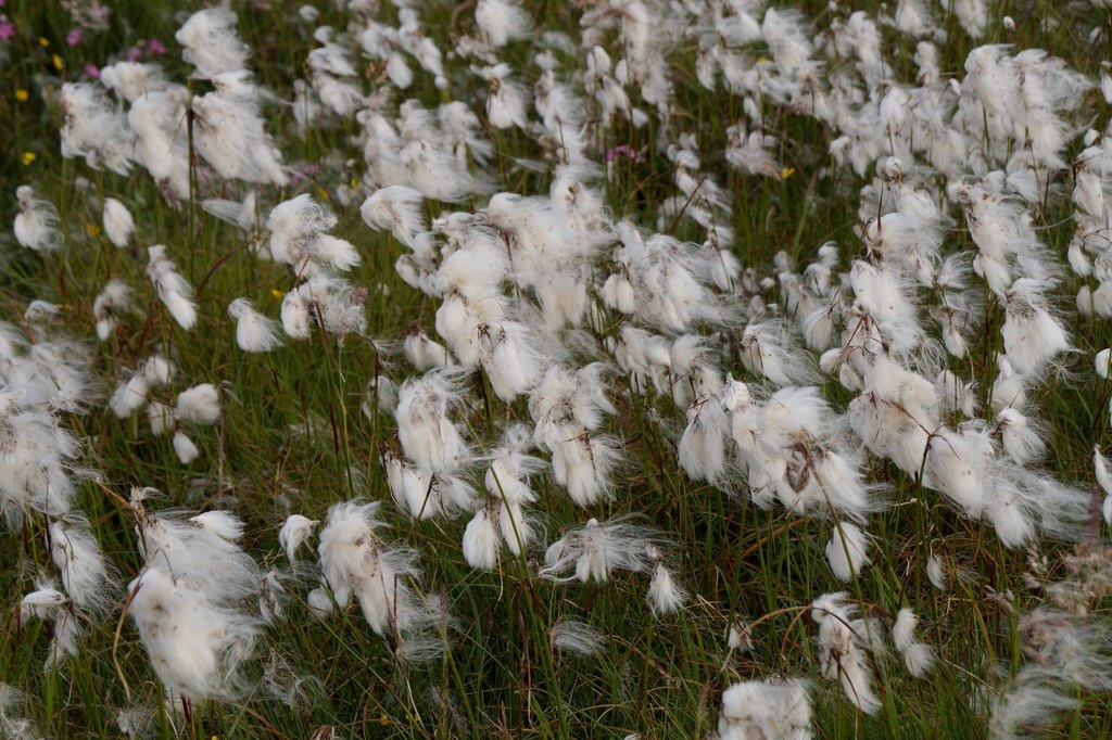 Tall cottongrass: Bog Cotton (Eriophorum angustifolium), Hagdale, Baltasound