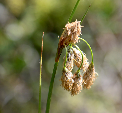 Tall cottongrass (Eriophorum angustifolium)