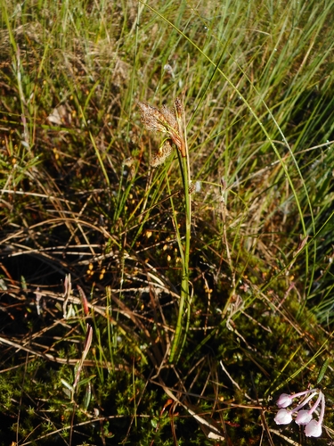 Tall cottongrass (Eriophorum angustifolium)