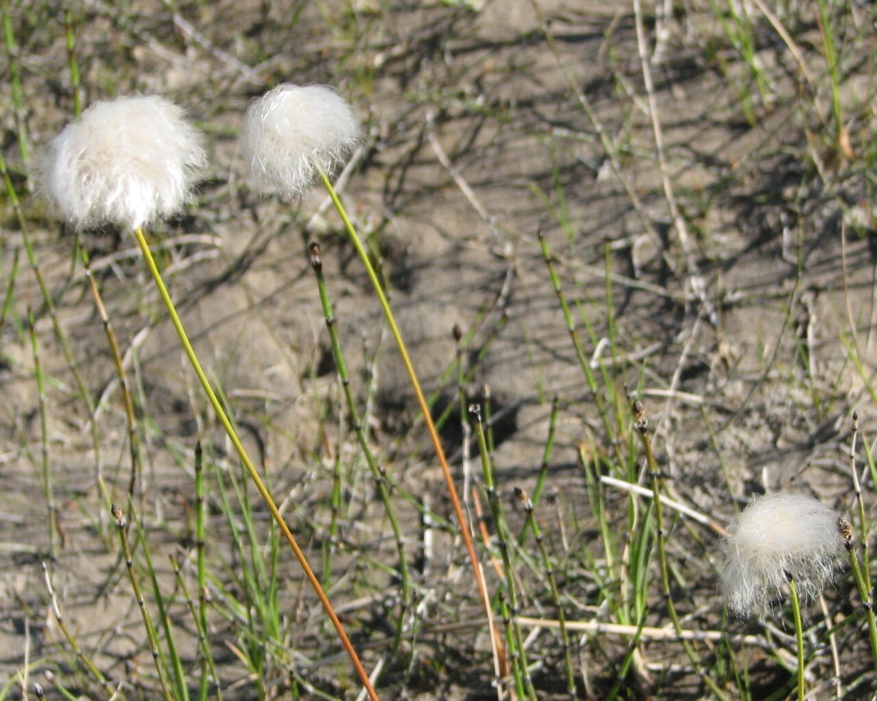 Arctic cottongrass: Arctic Cottongrass ( Eriophorum callitrix ), Coppermine River, Nunavut, Canada
