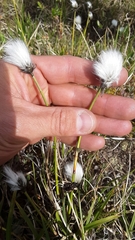 Arctic cottongrass (Eriophorum callitrix)