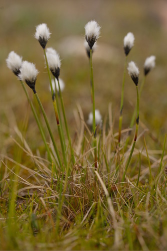 Arctic cottongrass (Eriophorum callitrix)