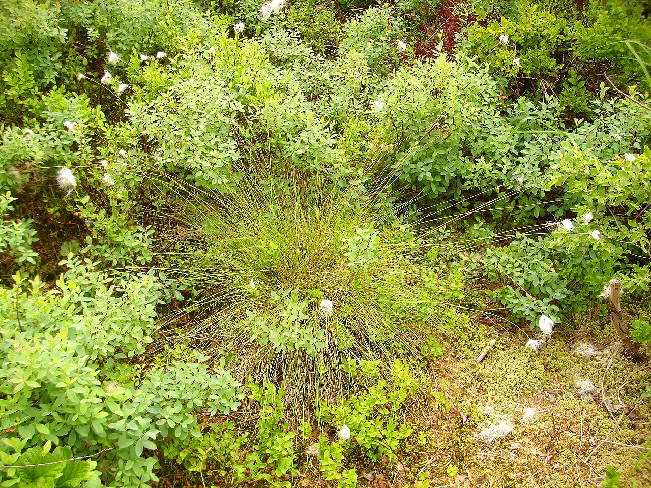 Chamisso's cottongrass: Eriophorum russeolum habit, Akershus Fylke (county), Norway