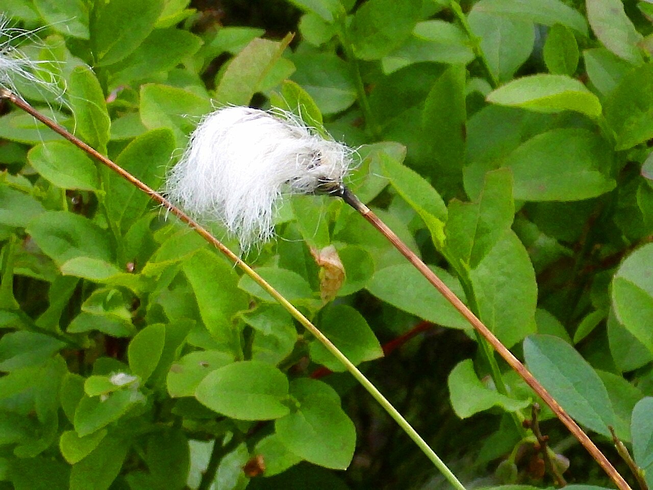 Chamisso's cottongrass: Eriophorum russeolum seeds close up, Akershus Fylke (county), Norway
