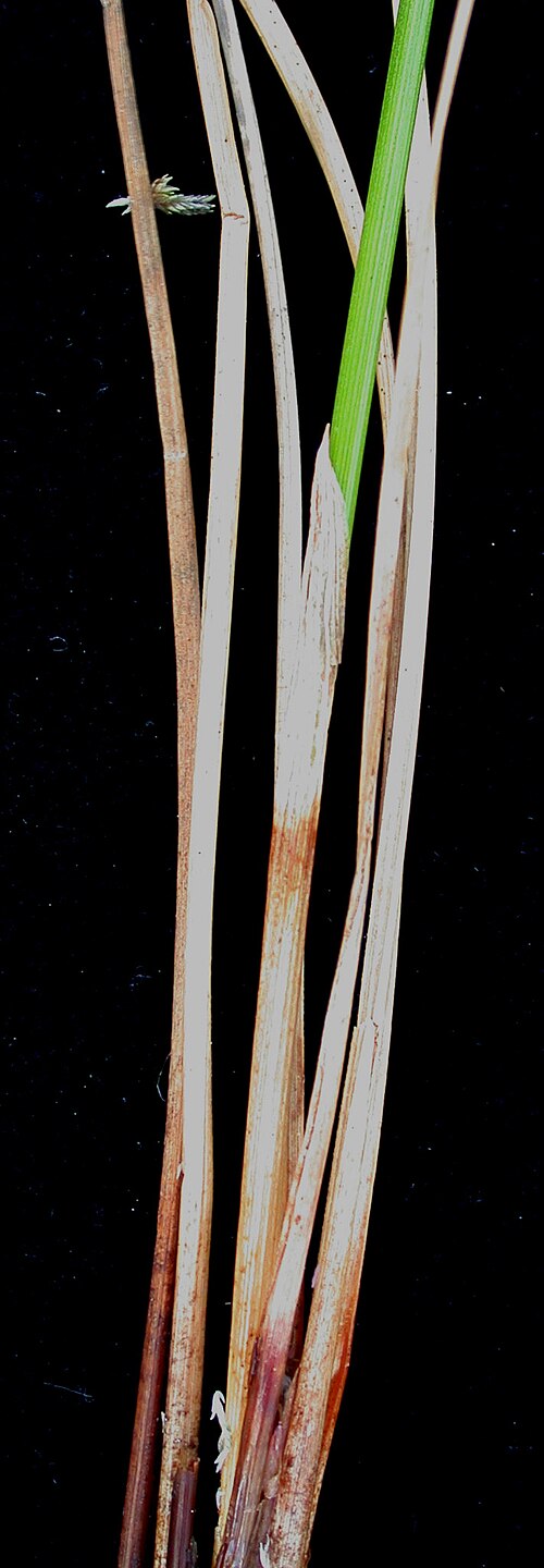 Chamisso's cottongrass: Nom français : linaigrette de Chamisso. Nom anglais : Chamisso's cottongrass. Tiges et gaines foliaires de linaigrette de Chamisso.