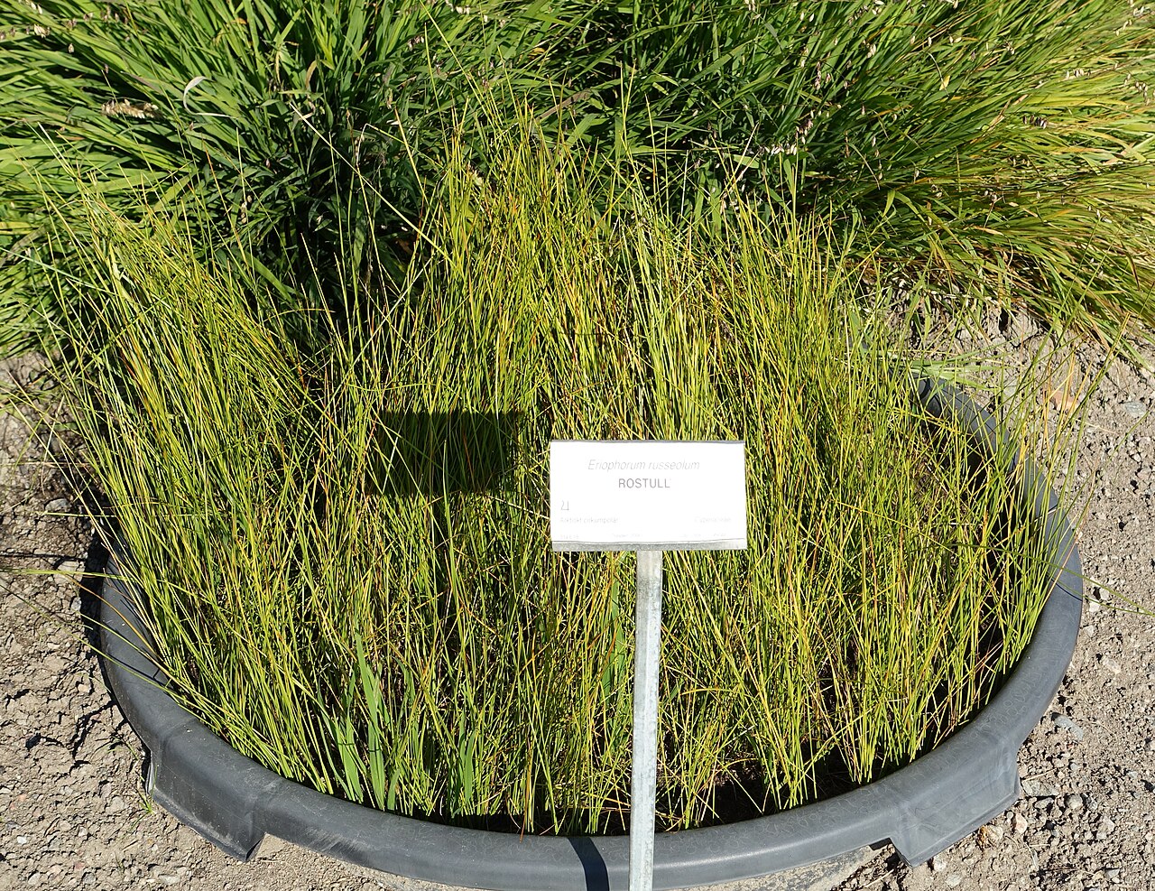 Chamisso's cottongrass: Botanical specimen in the Bergianska trädgården - Stockholm, Sweden.