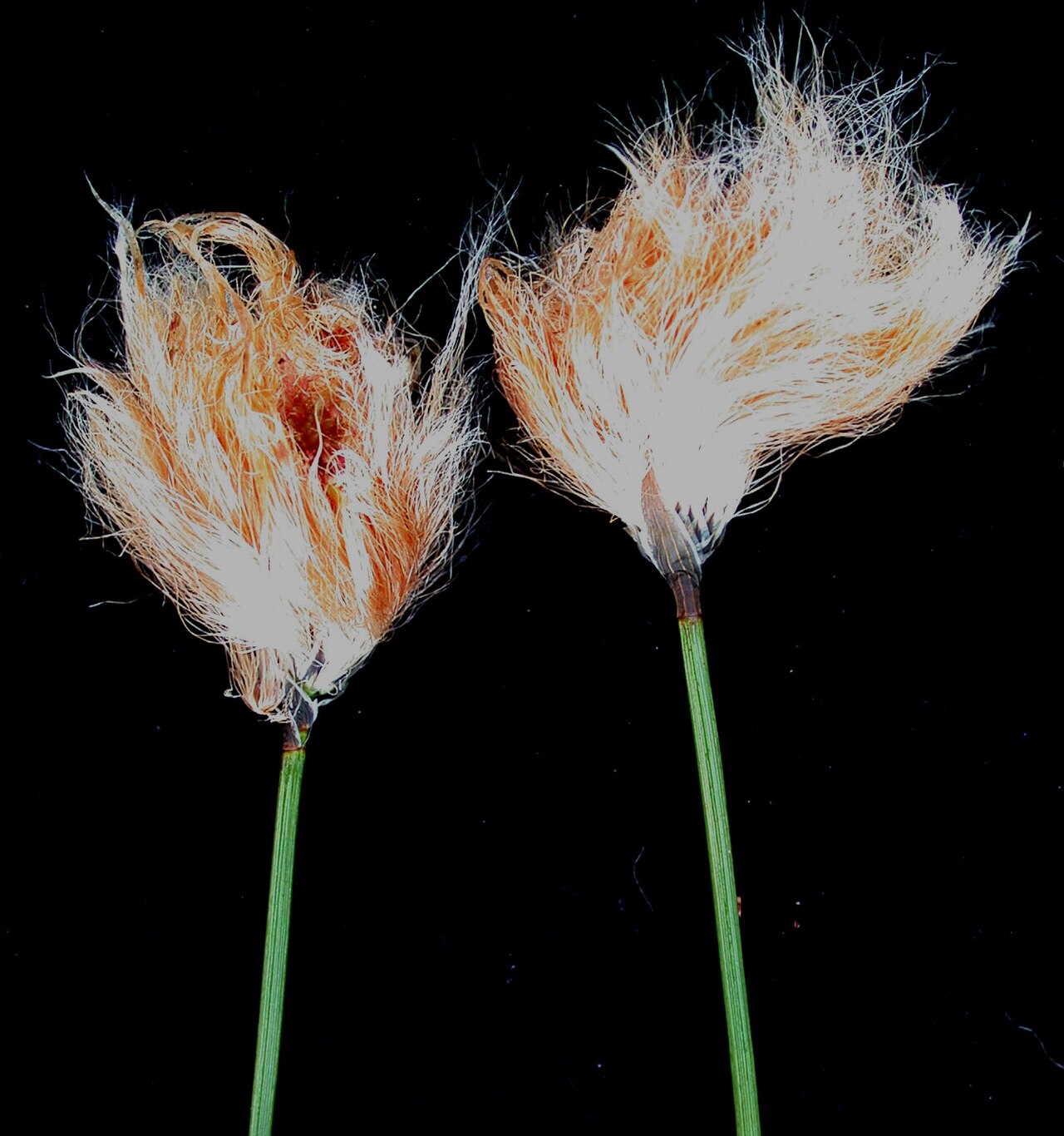 Chamisso's cottongrass: Nom français : linaigrette de Chamisso. Nom anglais : Chamisso's cottongrass. Tige, bractée involucrale (écaille) et inflorescence (épillet, périanthe, soies) d