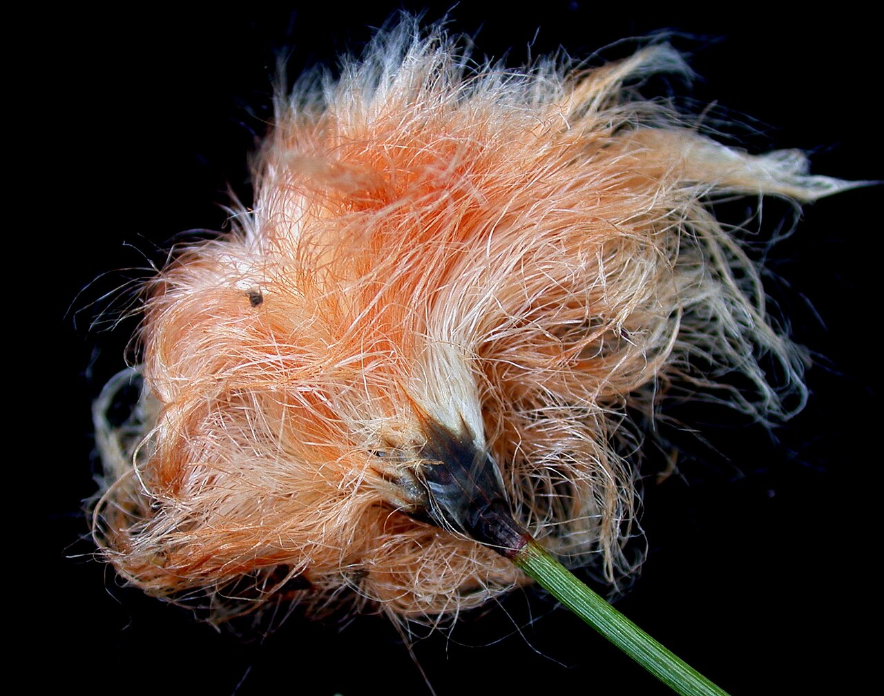 Chamisso's cottongrass: Nom français : linaigrette de Chamisso. Nom anglais : Chamisso's cottongrass. Tige, bractée involucrale (écaille) et inflorescence (épillet, périanthe, soies) d