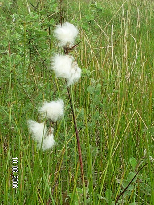 Broad-leaved cottongrass: La linaigrette, plante typique du marais du Yeun Elez