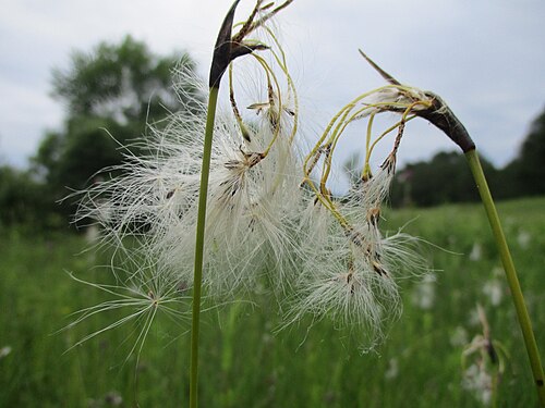 Broad-leaved cottongrass: Breitblättriges Wollgras ( Eriophorum latifolium ) an einem Kalkquellsumpf im Naturschutzgebiet Südlicher Bliesgau/Auf der Lohe bei Gersheim