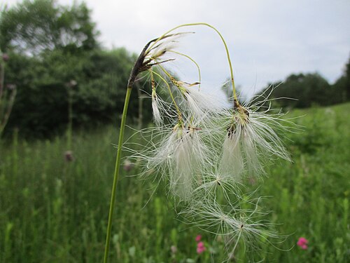 Broad-leaved cottongrass: Breitblättriges Wollgras ( Eriophorum latifolium ) an einem Kalkquellsumpf im Naturschutzgebiet Südlicher Bliesgau/Auf der Lohe bei Gersheim