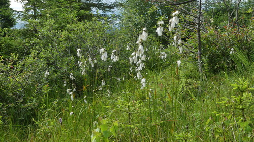 Broad-leaved cottongrass (Eriophorum latifolium)